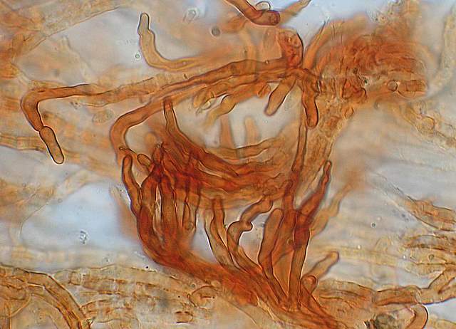 Xeromphalina cauticinalis   (Fr.)  Khner & Maire